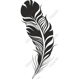 Elegant Black Feather