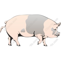 Charming Pig
