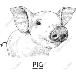 Adorable Pig