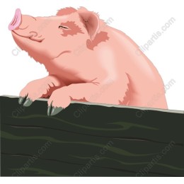 Charming Playful Pig