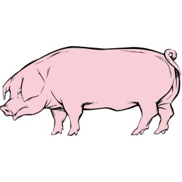 Playful Pig