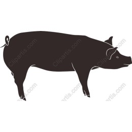 Stylish Black Pig