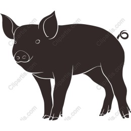 Charming Pig