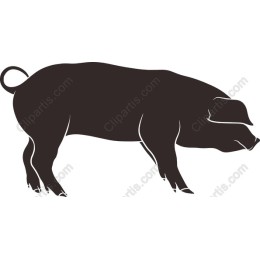 Stylish Pig