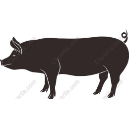 Pig