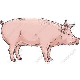 Hand-Drawn Pig