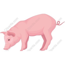 Playful Pig