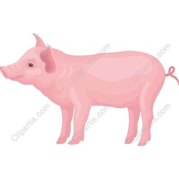 Adorable Pink Pig