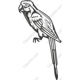 Majestic Parrot