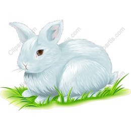 Charming White Bunny