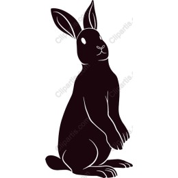 Playful Rabbit