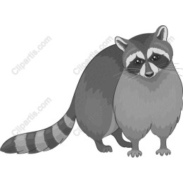 Funny Raccoon