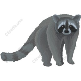Charming Raccoon