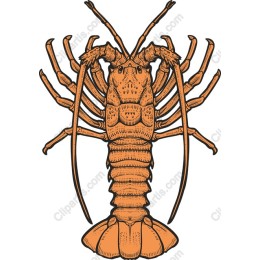 Vibrant Lobster