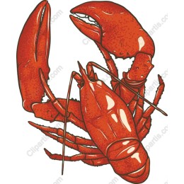Stunning Lobster
