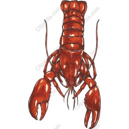 Vibrant Lobster