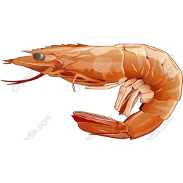 Premium Shrimp