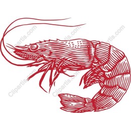 Red Shrimp