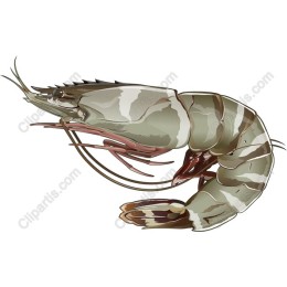 Shrimp