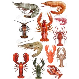 Premium Lobster and Shrimp Bundle
