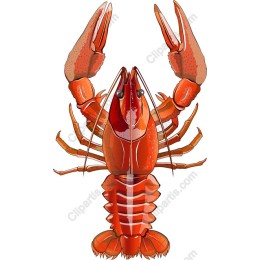 Vibrant Lobster