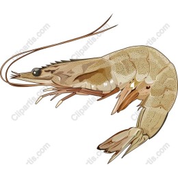 Realistic Shrimp