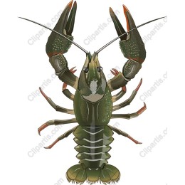 Stunning Crayfish