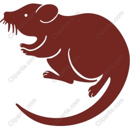Playful Rodent