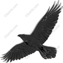 Majestic Raven in Flight