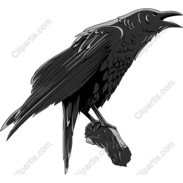 Majestic Raven