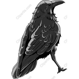 Captivating Raven