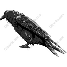 Majestic Raven