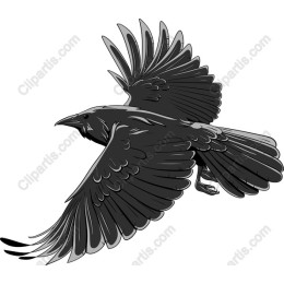 Elegant Black Bird