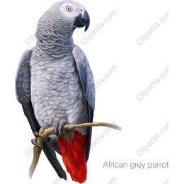 African Grey Parrot