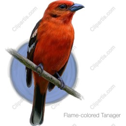 Flame-colored Tanager