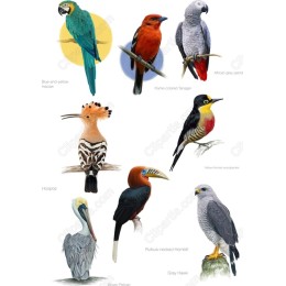 Exotic Bird Collection