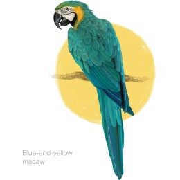 Blue-and-Yellow Macaw