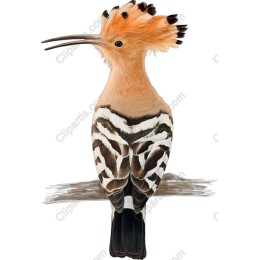 Vibrant Hoopoe Bird