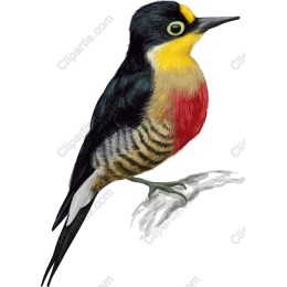 Vibrant Bird
