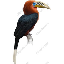 Exotic Tropical Bird