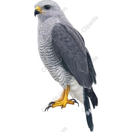 Majestic Hawk