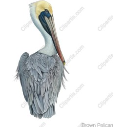 Brown Pelican