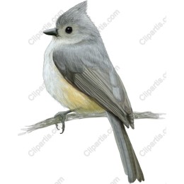 Charming Gray and Yellow Bird