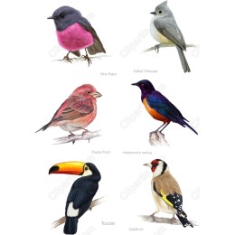Birds Set - 6 Stunning Bird