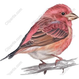 Vibrant Bird Perched on Branch