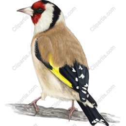 Vibrant Goldfinch