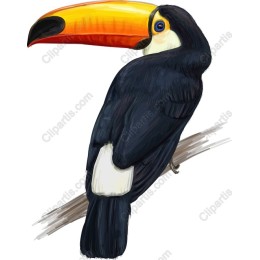 Vibrant Toucan