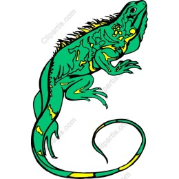 Vibrant Iguana