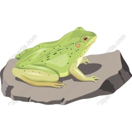Green Frog