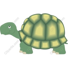 Charming Turtle